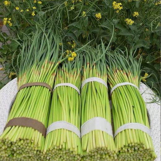 2斤（特惠蒜苔8元/斤）新鲜蒜苔当季蔬菜农家自种蒜味十足 商品图0