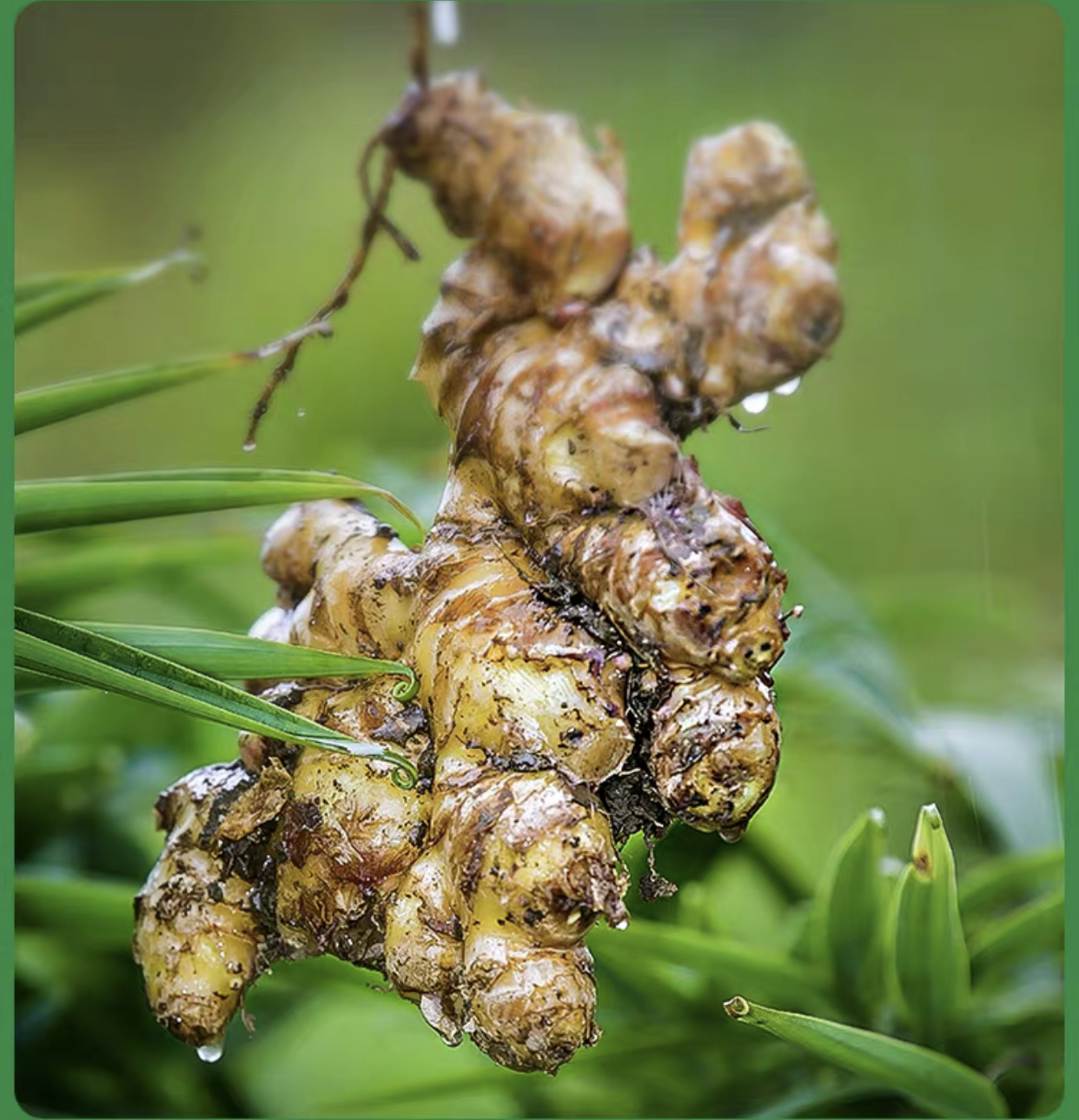 2斤（特惠小黄姜6.5元/斤）临泉地标产品虎头姜老姜农家土姜