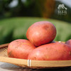 生态红皮土豆 | 合作生产* Eco-red potato | Coproduction 商品缩略图0