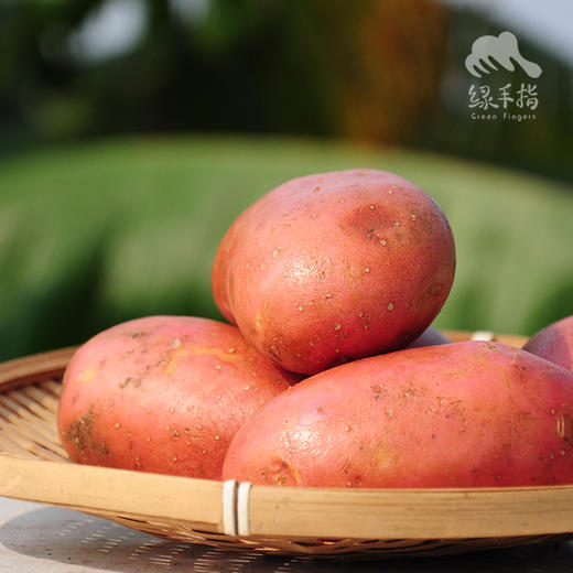 生态红皮土豆 | 合作生产* Eco-red potato | Coproduction 商品图0