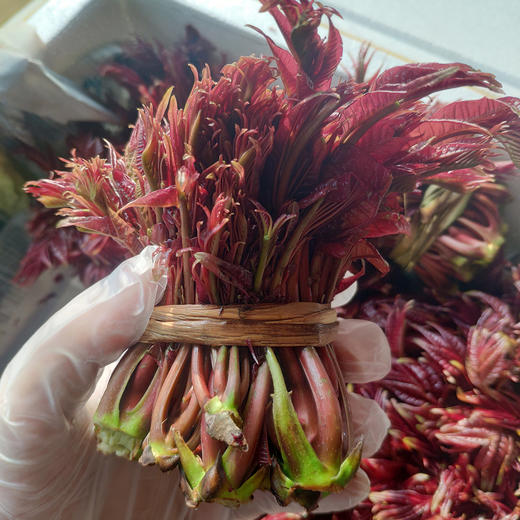 严选四川特色蔬菜香椿芽250克（头茬现摘）当日空运 限量供应【限德阳市城区购买】当天下单 次日送达 商品图0