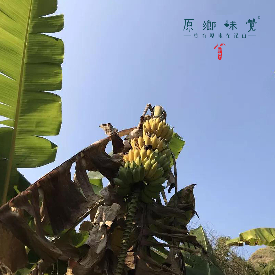 老实芭蕉云南元江深山种植生态管理粉糯酸甜捂熟发货收到即食