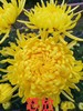 金丝皇菊 商品缩略图5