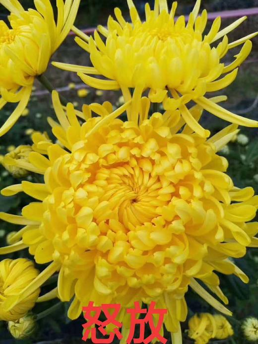 金丝皇菊 商品图5
