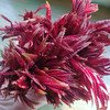 严选四川特色蔬菜香椿芽250克（头茬现摘）当日空运 限量供应【限德阳市城区购买】当天下单 次日送达 商品缩略图3