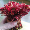 严选四川特色蔬菜香椿芽250克（头茬现摘）当日空运 限量供应【限德阳市城区购买】当天下单 次日送达 商品缩略图1