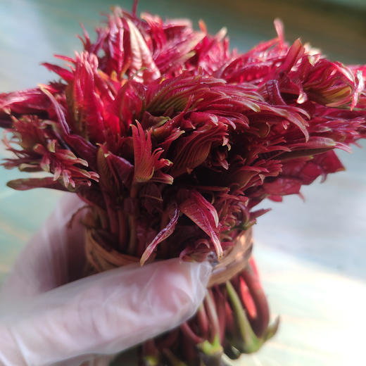 严选四川特色蔬菜香椿芽250克（头茬现摘）当日空运 限量供应【限德阳市城区购买】当天下单 次日送达 商品图1