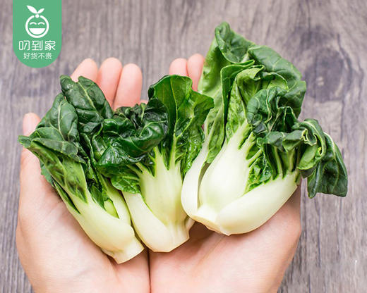 宁夏新鲜斗白菜/1份（约300g） 商品图1