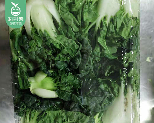 宁夏新鲜斗白菜/1份（约300g） 商品图2