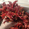 严选四川特色蔬菜香椿芽250克（头茬现摘）当日空运 限量供应【限德阳市城区购买】当天下单 次日送达 商品缩略图2