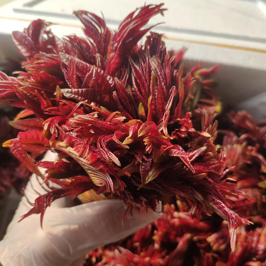严选四川特色蔬菜香椿芽250克（头茬现摘）当日空运 限量供应【限德阳市城区购买】当天下单 次日送达 商品图2