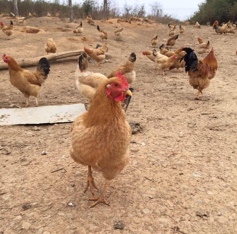 【林下散养土鸡】安徽宣城300亩林下散养，吃的蔬菜五谷（每周五发货）