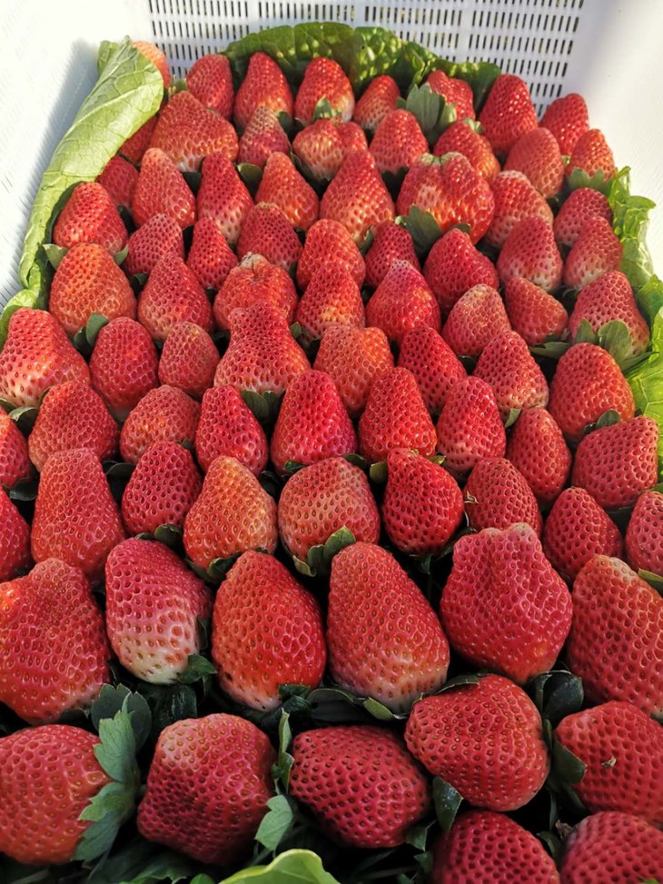 【包邮】凉山州德昌县生态鲜水果,现采现摘,坏果包赔,118元草莓5斤