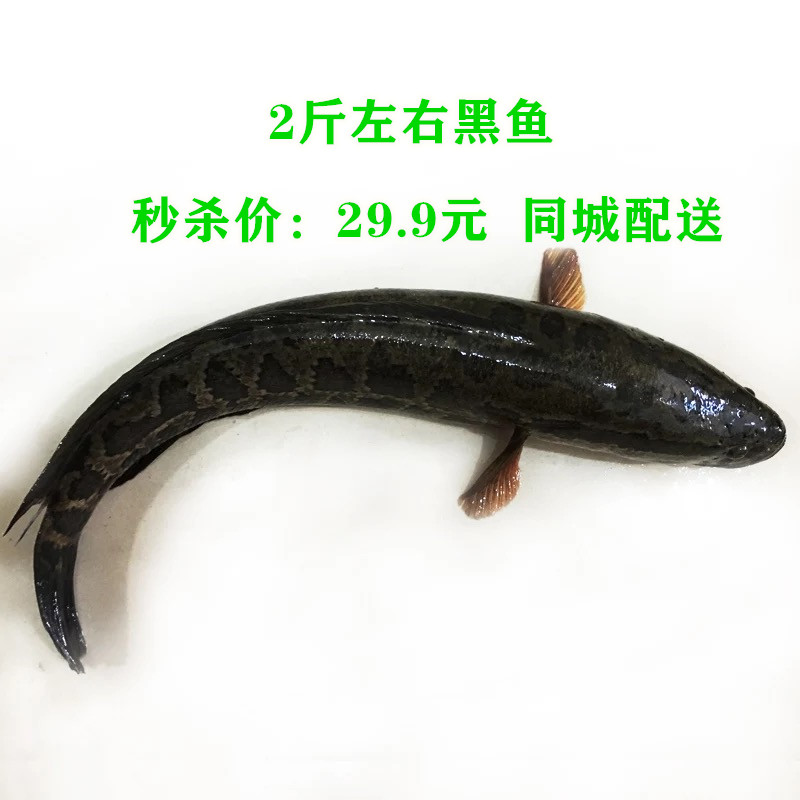特惠29.9元2斤黑鱼杨桥农业水产活鱼同城配送