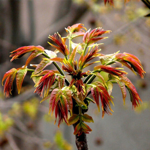 【云农精选】新鲜椿菜（香椿芽） 商品图2