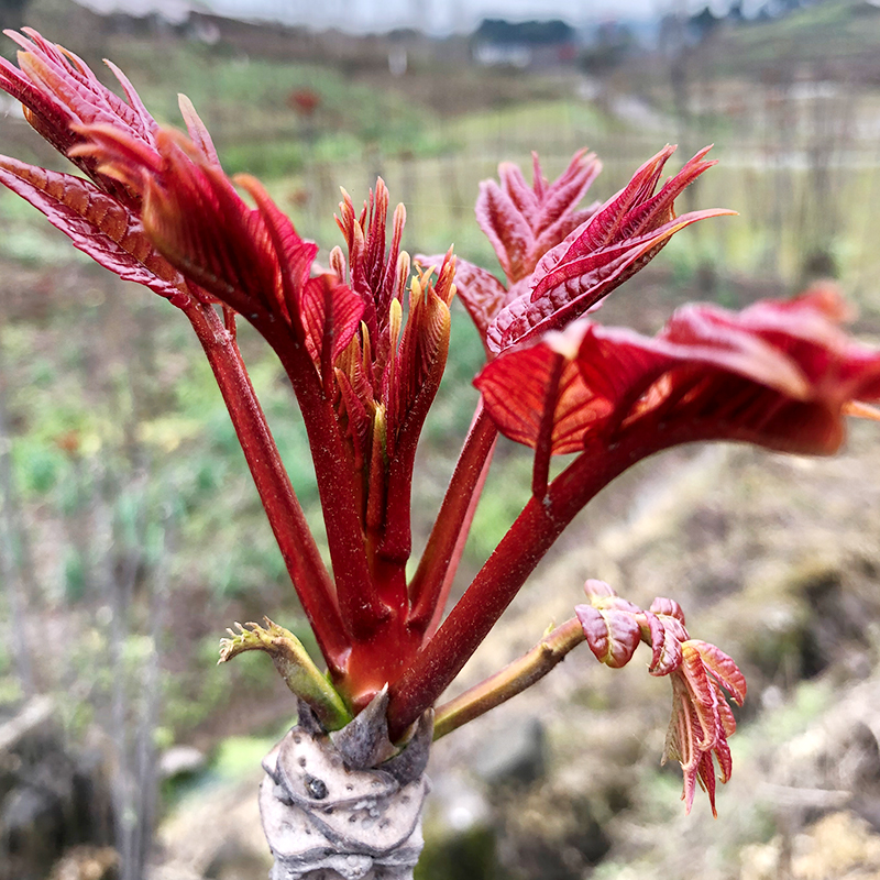 【广安助农】【现摘鲜嫩】大竹头茬现摘香椿芽新鲜红油香春芽500g