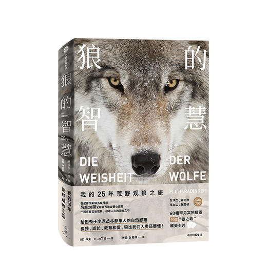 【生物多样性与人类】狼的智慧 埃莉H拉丁格  著  动物智慧  进化论 狼性 适应力 竞争力 领导力  人性 狼的百科 狼的行为 中信出版社图书 正版 商品图1
