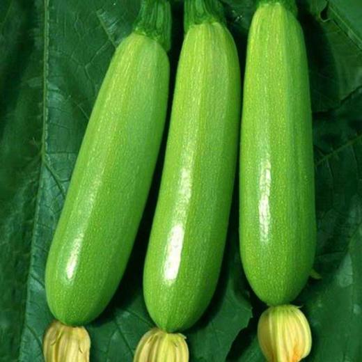西葫芦   500g/份 商品图3