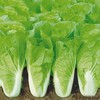 快菜500g/份 商品缩略图1