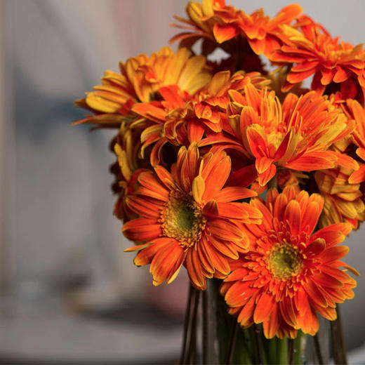 【心动的感觉】混色扶郎花20支＋向日葵1支/一份 商品图0