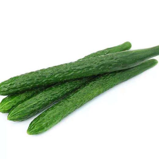青瓜500g/份 商品图1