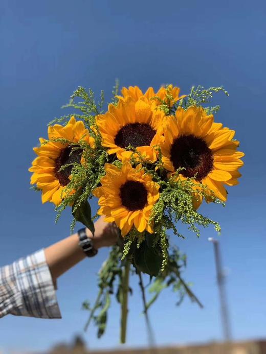 昆明鲜花向日葵+黄莺，主花5枝+辅花8枝 商品图1