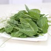 兰豆苗  500g/份 商品缩略图0