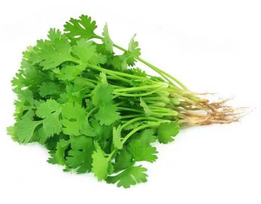 香菜100g/份 商品图2