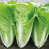 快菜500g/份 商品缩略图2