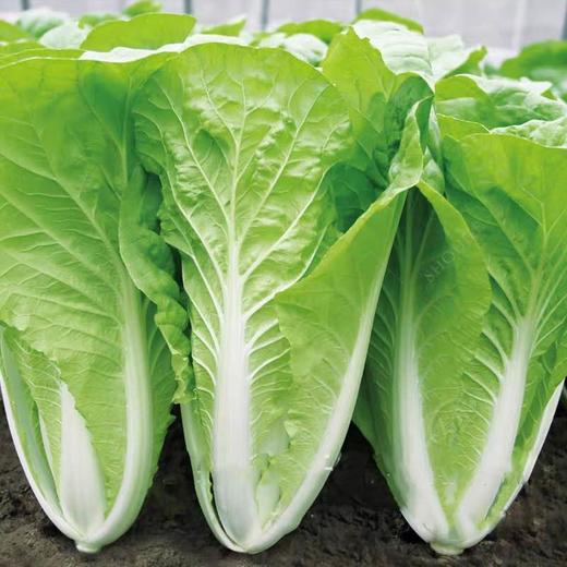 快菜500g/份 商品图2