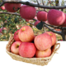 山东烟台栖霞果园脆甜新鲜苹果新鲜水果10斤包邮 商品缩略图0