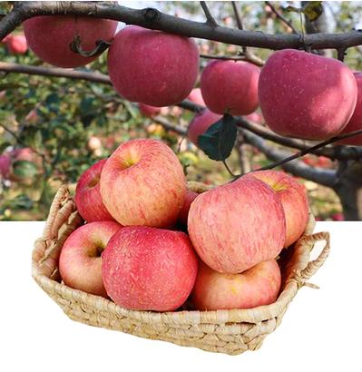 山东烟台栖霞果园脆甜新鲜苹果新鲜水果10斤包邮 商品图0