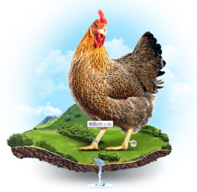 PY苏食广东清远鸡（皇后鸡）900克左右/只