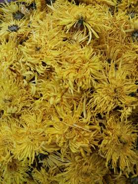 金丝皇菊
