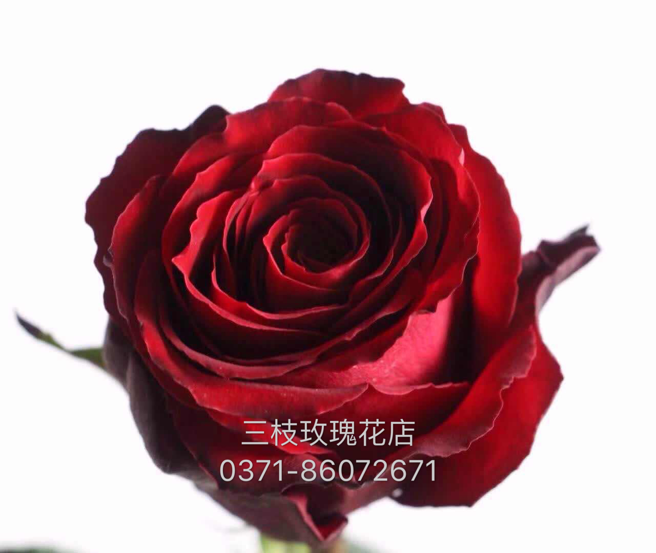 云南传奇红玫瑰 一枝 - 三枝玫瑰花店