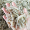 【顺丰包邮】巢湖特产淡水野生白米虾，儿童孕妇老人补钙必备 捕捞速冻河虾 商品缩略图1