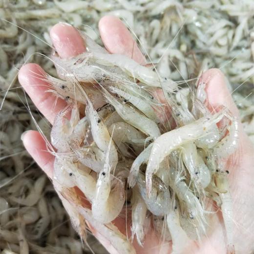 【顺丰包邮】巢湖特产淡水野生白米虾，儿童孕妇老人补钙必备 捕捞速冻河虾 商品图1
