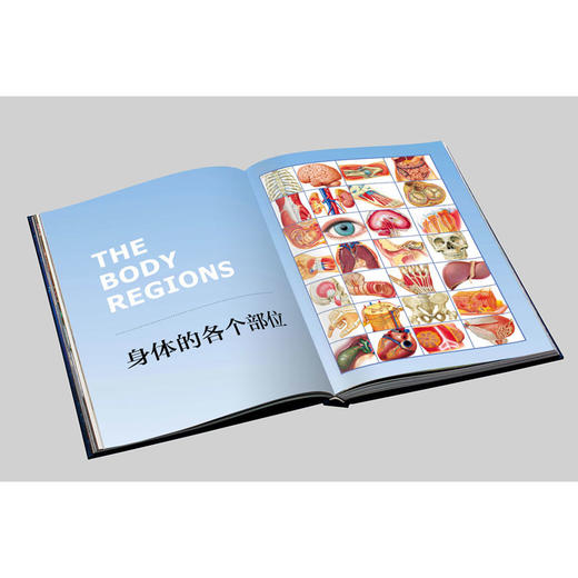 《人体大百科 : 结构和功能图谱》 商品图5
