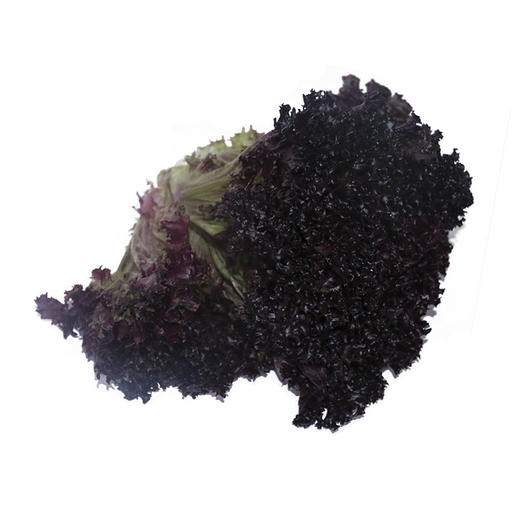红叶生菜 商品图2