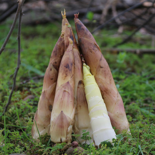 【限发江浙沪 顺丰包邮 】舌尖推荐  临安天目山雷笋春笋 鲜嫩爽口 现挖现发 5斤装 商品图0