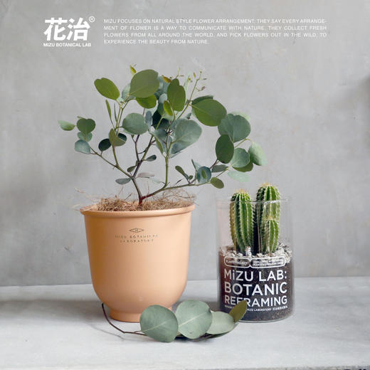 银叶多花桉／进口尤加利／灰绿色植物 商品图0