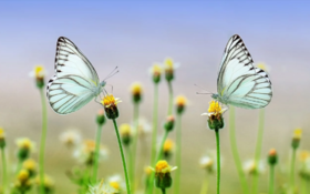 这两款药食，让你搭上春天补益的末班车，补足精血，阳气生发有力量！