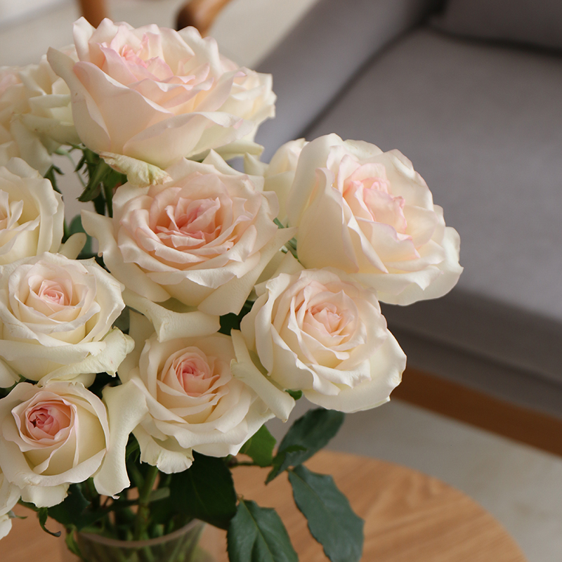 【会员全年享9折】小白兔玫瑰 10支/扎 - 儒蝶鲜花 有