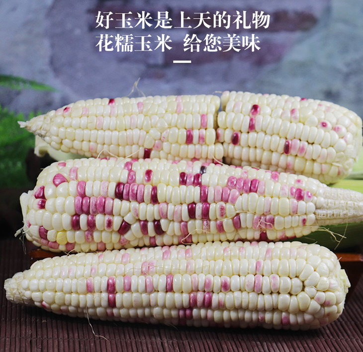 新鲜 甜花糯玉米 【带箱10斤】包邮广西