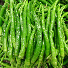 精选杭椒1000g
