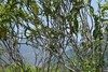 【私藏限量】爱茶人心头好的藤条型古树散茶.2019年头春（125克） 商品缩略图0