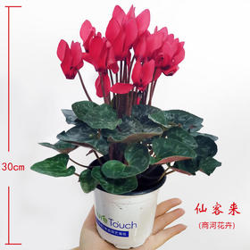 【时报助农 爱心接力】迷你仙客来（商河花卉）