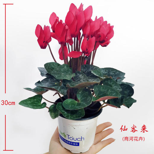 【时报助农 爱心接力】迷你仙客来（商河花卉） 商品图0