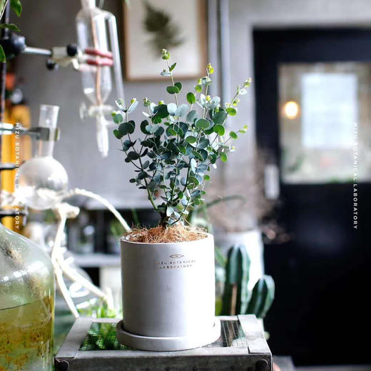 银叶多花桉／进口尤加利／灰绿色植物 商品图1