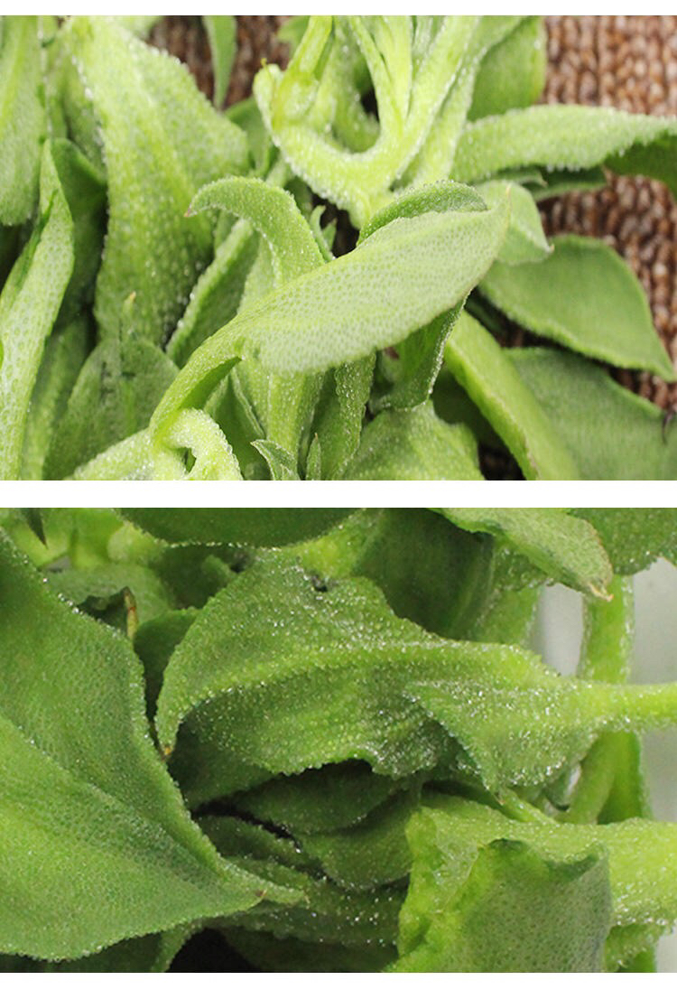 新鲜现摘非洲冰草冰菜冰叶冰花蔬菜沙拉火锅即食生吃3